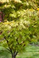 Produktbild: Pflanzen für Dich Gehölze Acer palm. Autumn Glory, 1 St., Japanischer Ahorn, Fächerahorn