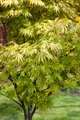 Produktbild: Acer palmatum 'Autumn Glory', Japanischer Ahorn, leuchtend rot, 175–200 cm