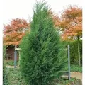 Produktbild: Leyland Zypresse 80-100cm - Cupressocyparis Leylandii