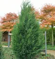 Produktbild: Leyland Zypresse 80-100cm - Cupressocyparis Leylandii
