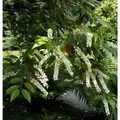 Produktbild: Portugiesischer Kirschlorbeer Myrtifolia 125-150cm - Prunus,usitanica