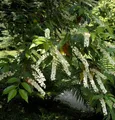 Produktbild: Portugiesischer Kirschlorbeer Myrtifolia 125-150cm - Prunus lusitanica