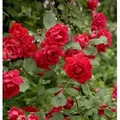 Produktbild: Kletterrose Pauls Scarlet Climber 30-60cm