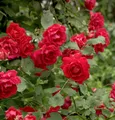 Produktbild: Kletterrose Pauls Scarlet Climber 30-60cm