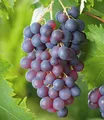Produktbild: BALDUR Garten 1x Kernlose Tafel-Traube 'Venus®', Pflanze im 11 cm-Topf, Weinreben, Vitis vinifera, winterhart, mehrjährig, Kletterpflanze, kernlose essbare Früchte, resistent gegen Krankheiten