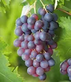 Produktbild: Kernlose Tafel-Trauben 'Venus®' Weinreben, 1 Pflanze, Vitis vinifera
