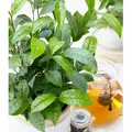 Produktbild: BALDUR Garten Zimmerpflanze Winterharte Teepflanze, 1 St., Camellia, winterhart, mehrjährig, pflegeleicht, kübelgeeignet weiß