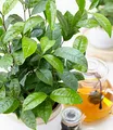 Produktbild: BALDUR Garten 1x Winterharte Teepflanze, Pflanze im 10,5 cm-Topf, Camellia sinensis, Zimmerpflanze, Grünpflanze, winterhart bis ca. -10 °C, Abdeckung empfohlen, blühend