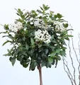 Produktbild: Hochstamm Wintergrüner Schneeball Winton 80-100cm - Viburnum hillieri