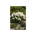 Produktbild: Hydrangea paniculata 'Silver Dollar', Rispenhortensie, weiß, 40-60 cm