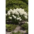 Produktbild: Hydrangea Paniculata Rispenhortensie Silver Dollar 40-60 cm