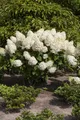 Produktbild: Pflanzen für Dich Gehölze Hydrangea pan. Silver Dollar, 1 St., Rispenhortensie