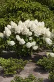 Produktbild: Hydrangea paniculata 'Silver Dollar', Rispenhortensie, weiß, 40–60 cm