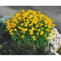 Produktbild: Coreopsis Grandiflora Christchurch Großblumiges Mädchenauge Ca. 9x9 cm Topf