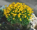 Produktbild: Pflanzen für Dich Staude Coreopsis grand. Christchurch, 1 St., Großblütiges Mädchenauge
