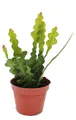 Produktbild: Epiphyllum anguliger – Krokodilschwanz-Kaktus, 9 cm