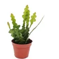 Produktbild: Exotenherz Epiphyllum Anguliger Krokodilschwanz-Kaktus 9cm