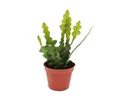 Produktbild: Exotenherz Kaktus Epiphyllum anguliger - Krokodilschwanz-Kaktus, 9cm
