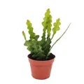 Produktbild: Exotenherz - Epiphyllum anguliger - Krokodilschwanz-Kaktus, 9cm