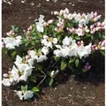 Produktbild: Rhododendron Gartendirektor Rieger 25-30cm - Rhododendron williamsianum