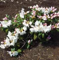 Produktbild: Rhododendron Gartendirektor Rieger 25-30cm - Rhododendron williamsianum