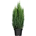 Produktbild: Juniperus Chinensis Stricta Chinesischer Wacholder 40–50 cm