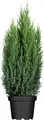 Produktbild: Juniperus chinensis 'Stricta' 40–50 cm – Immergrün, Winterhart, Pflegeleicht – Chinesischer Wacholder – Kübel- & Heckenpflanze für Garten & Terrasse