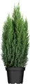 Produktbild: Juniperus chinensis 'Stricta', Chinesischer Wacholder, 40–50 cm