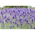 Produktbild: Lavandula Angustifolia Hidcote Blue Echter Lavendel 2 Liter Container