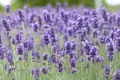 Produktbild: Lavandula angustifolia 'Hidcote Blue', Lavendel, tiefblau, 2 Liter Container