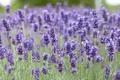 Produktbild: Pflanzen für Dich Staude Lavandula ang. Hidcote Blue, 1 St., Lavendel, Echter Lavendel, Schmalblättriger Lavendel
