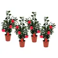 Produktbild: Plant in a Box - Japanische Rose - 4 Stk - Camellia japonica Lady Campbell - Höhe 60-70cm - Topf 19cm