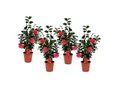 Produktbild: Plant in a Box - Japanische Rose - 4 Stk - Camellia japonica Lady Campbell - Höhe 60-70cm - Topf 19cm
