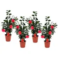 Produktbild: Plant in a Box - Camellia Japonica - 4er Set - Camelie kübelpflanz Immergrüne Winterhart - Topf 19cm - Höhe 60-70cm