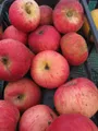 Produktbild: Malus Roter Trierer Weinapfel - Apfel Roter Trierer Weinapfel