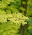 Produktbild: Urweltmammutbaum Chinesisches Rotholz Gold Rush 100-125cm - Sequoiadendron