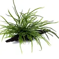 Produktbild: Aquarium Pflanze Microsorum pteropus 'Trident' Wasserpflanze auf Wurzel Nr.008G YWS Aquariumpflanze Wurzelstock Rhizom
