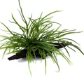 Produktbild: Aquarium Pflanze Microsorum pteropus 'Trident' auf Wurzel Tropica Nr.008G YWS