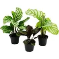 Produktbild: Exotenherz Schattenpflanzen 3er Set mit Ausgefallenem Blattmuster Calathea 7cm Topf ca. 20cm Hoch