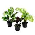 Produktbild: Exotenherz Schattenpflanzen 3er Set - mit ausgefallenem Blattmuster - Calathea - 7cm Topf - ca. 20cm hoch