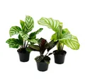 Produktbild: Exotenherz Zimmerpflanze Schattenpflanzen 3er Set mit ausgef. Blattmuster Calathea 7cm Topf