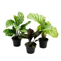 Produktbild: Schattenpflanzen 3er Set - mit ausgefallenem Blattmuster - Calathea - 7cm Topf