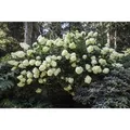 Produktbild: Hydrangea Paniculata Rispenhortensie Phantom 150-175 cm