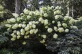 Produktbild: Pflanzen für Dich Gehölze Hydrangea pan. Phantom, 1 St., Rispenhortensie