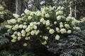 Produktbild: Hydrangea paniculata 'Phantom', Rispenhortensie, weiß, 150–175 cm