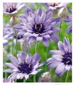 Produktbild: BALDUR Garten 3x Blaue Rasselblume 'Catananche', Pflanzen im 9x9 cm-Topf, erinnert an Kornblumen, trockenheitsverträglich, bienenfreundlich, winterhart, blüht über viele Wochen, für naturnahe Gärten