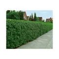 Produktbild: Ligustrum vulgare 'Atrovirens', Gewöhnlicher Liguster, immergrün, 125-150 cm