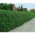 Produktbild: Ligustrum vulgare 'Atrovirens' 125-150 cm