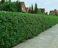 Produktbild: Pflanzen für Dich Gehölze Ligustrum vulg. Atrovirens, 1 St., Gewöhnlicher Liguster, Heckenliguster, Liguster