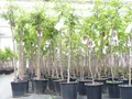 Produktbild: chin. Dattel 150 - 170 cm Dattelbaum 5 - 8 cm Stammumfang, Ziziphus jujuba,